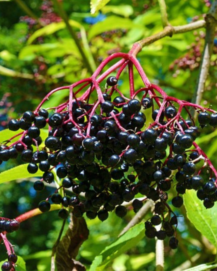 a hanging cluster of ripe elderberries