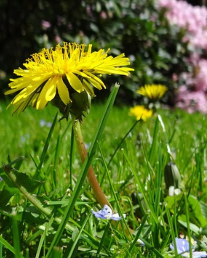 a dandelion in the grass with pink flowers behind