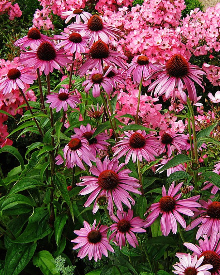 patch of echinacea