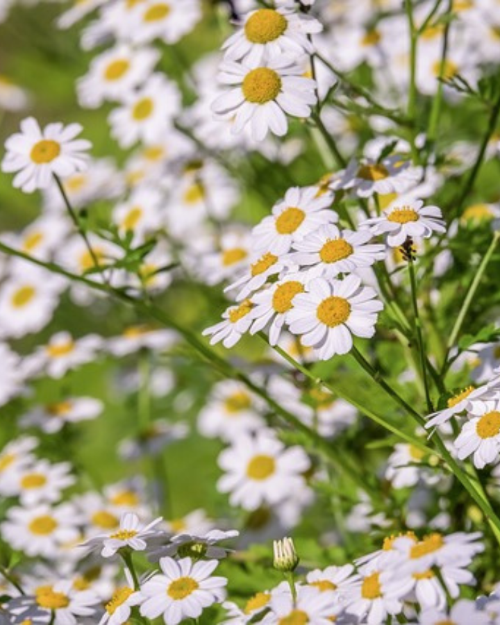 chamomile flowers to be used for tea