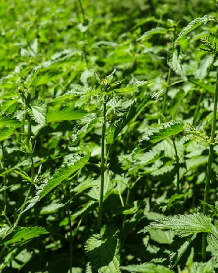 benefits of stinging nettles picture of stinging nettle patch