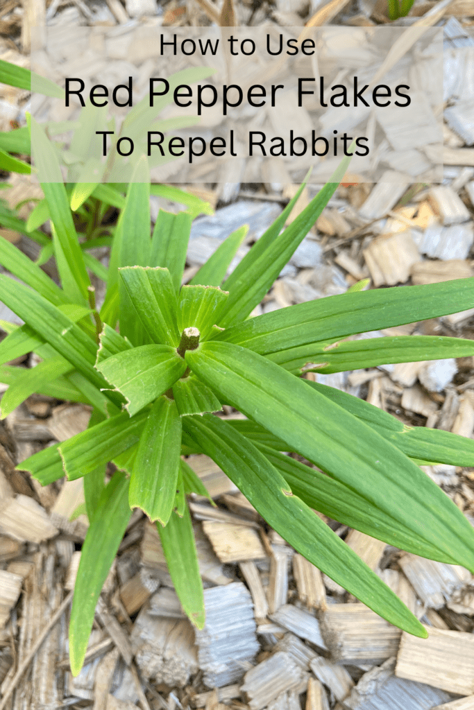 how to use red pepper flakes to repel rabbits pin image