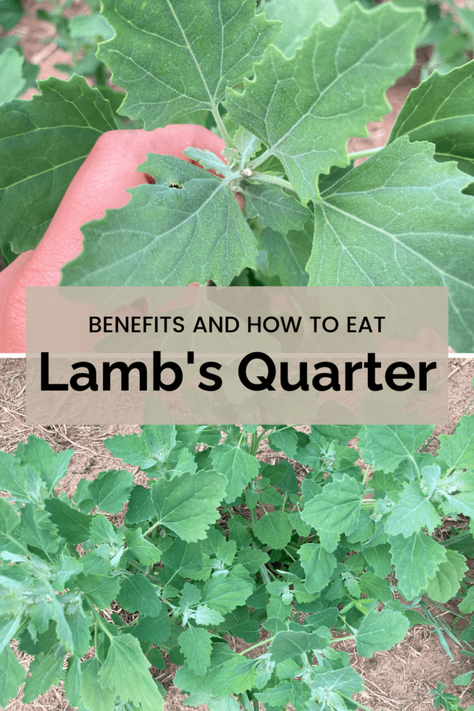 benefits and how to eat lambs quarter pin image