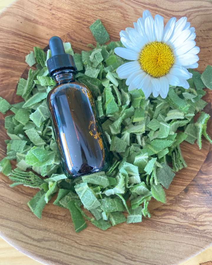a dropper bottle of mullein oil in a bed of mullein leaves