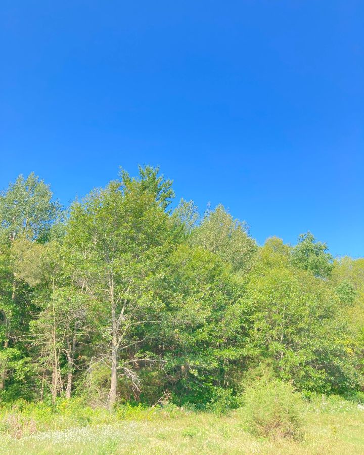 woods in front of a blue cloudless sky
