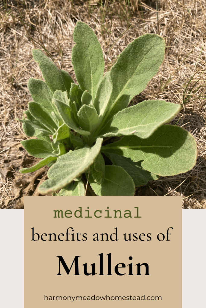 medicinal benefits and uses of mullein pin image