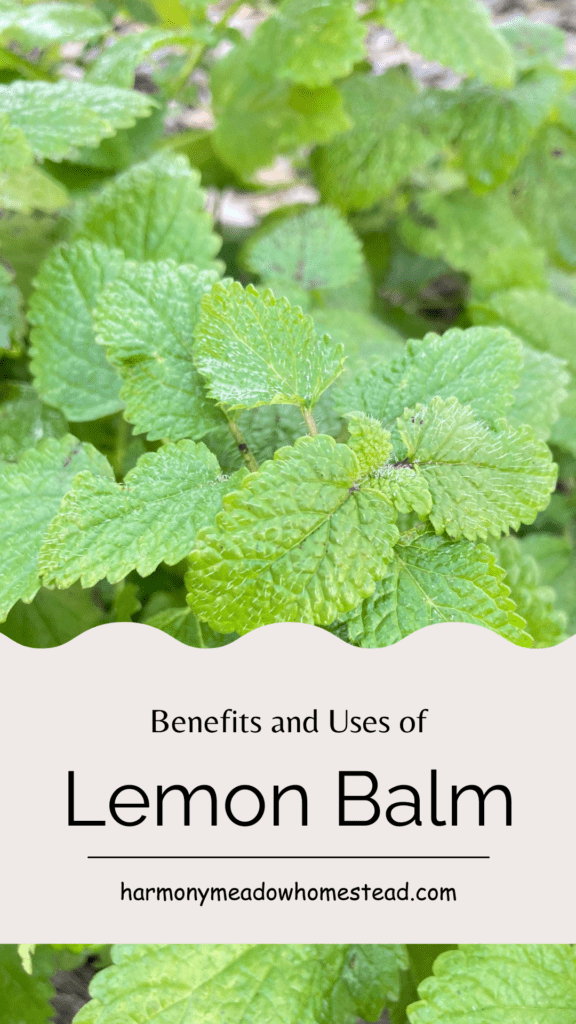 benefits and uses of lemon balm pin image