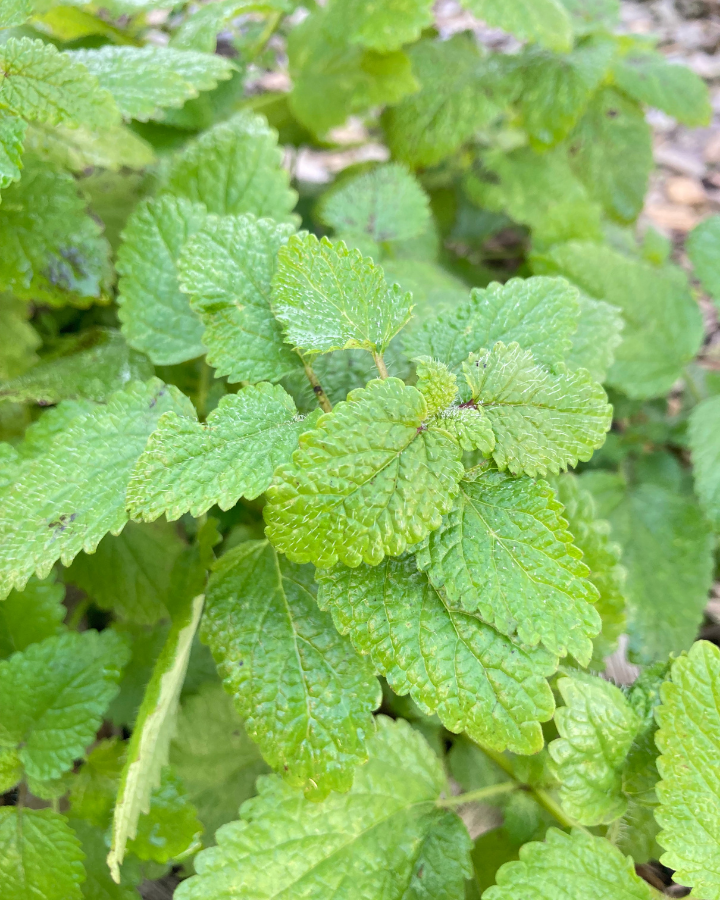 a patch of lemon balm in the sunshine