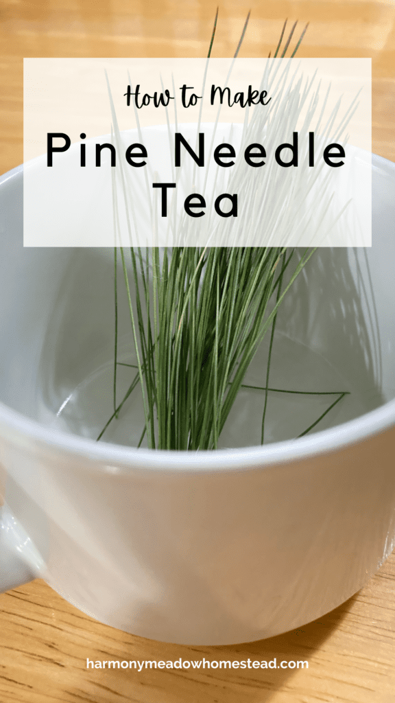 how to make pine needle tea pin image