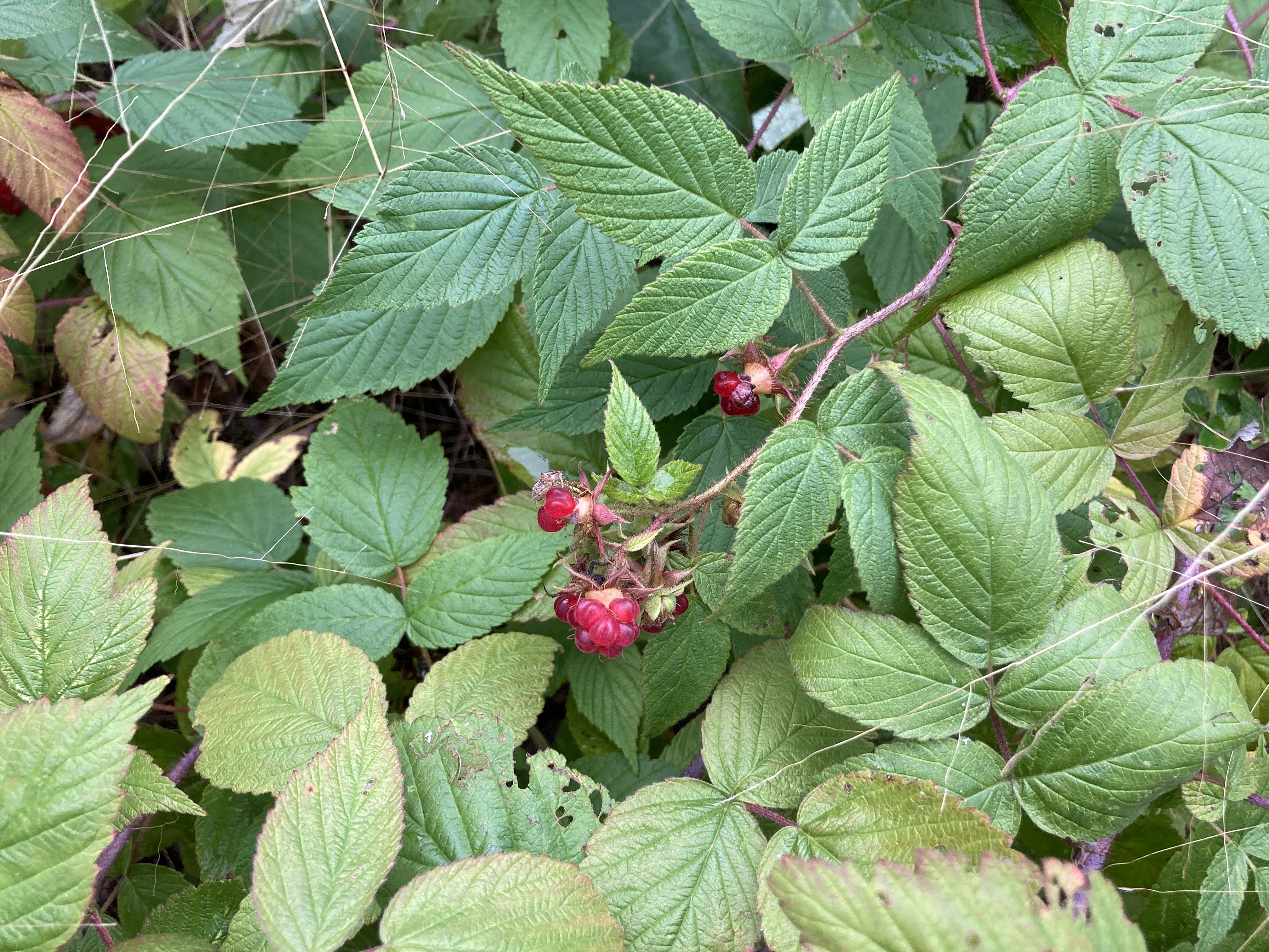 red raspberry plants