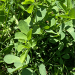 alfalfa plant in a field